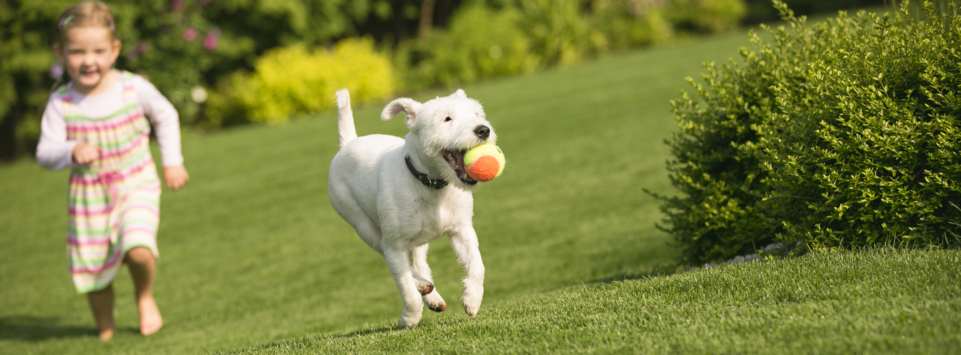 7 ways to create a pet friendly garden Hero Image