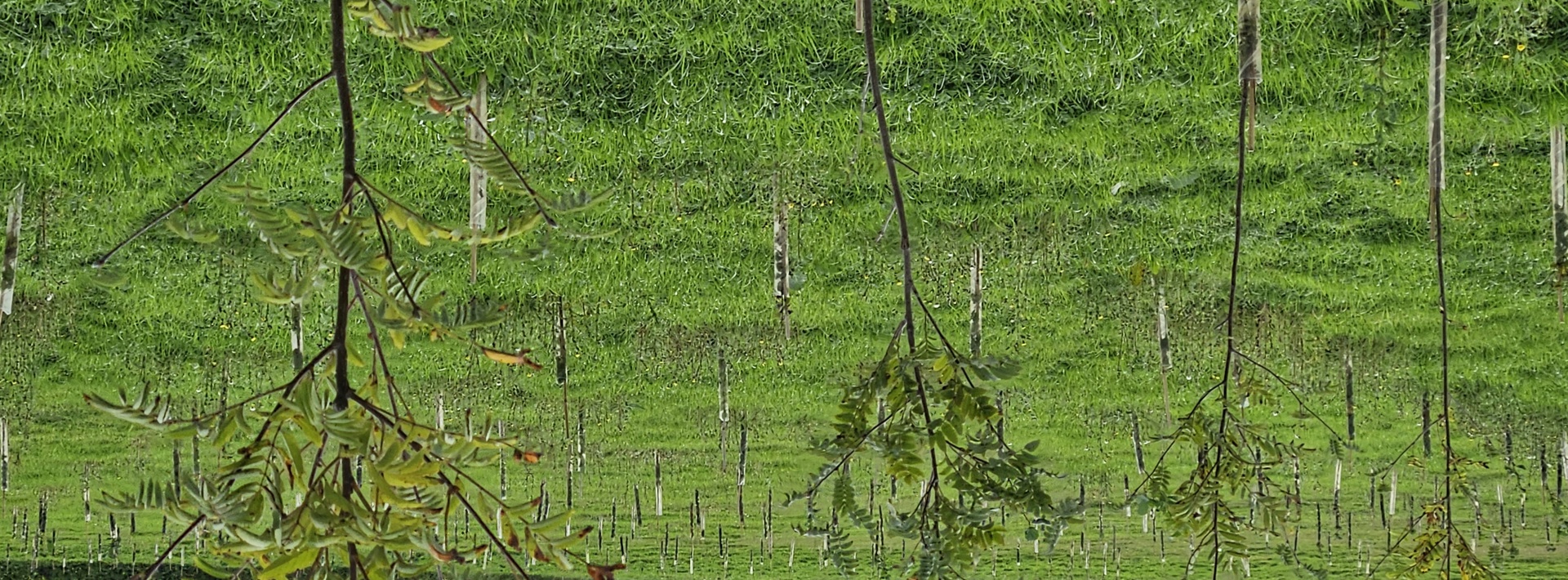 Marshalls plants over 5,000 trees since 2022 Hero Image