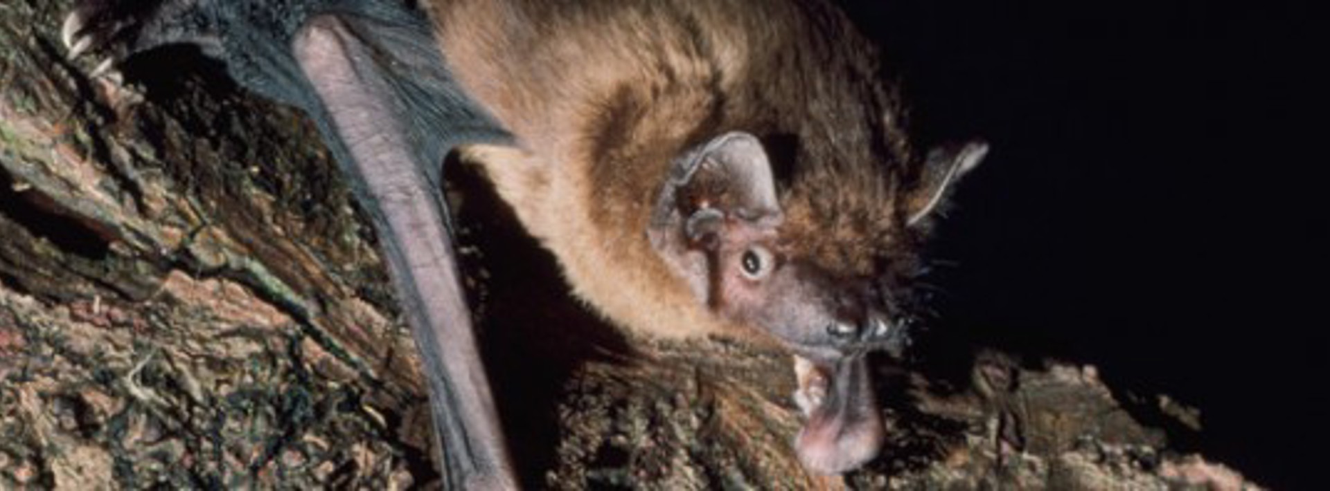Lighting and its effect on bats, birds and insects Hero Image