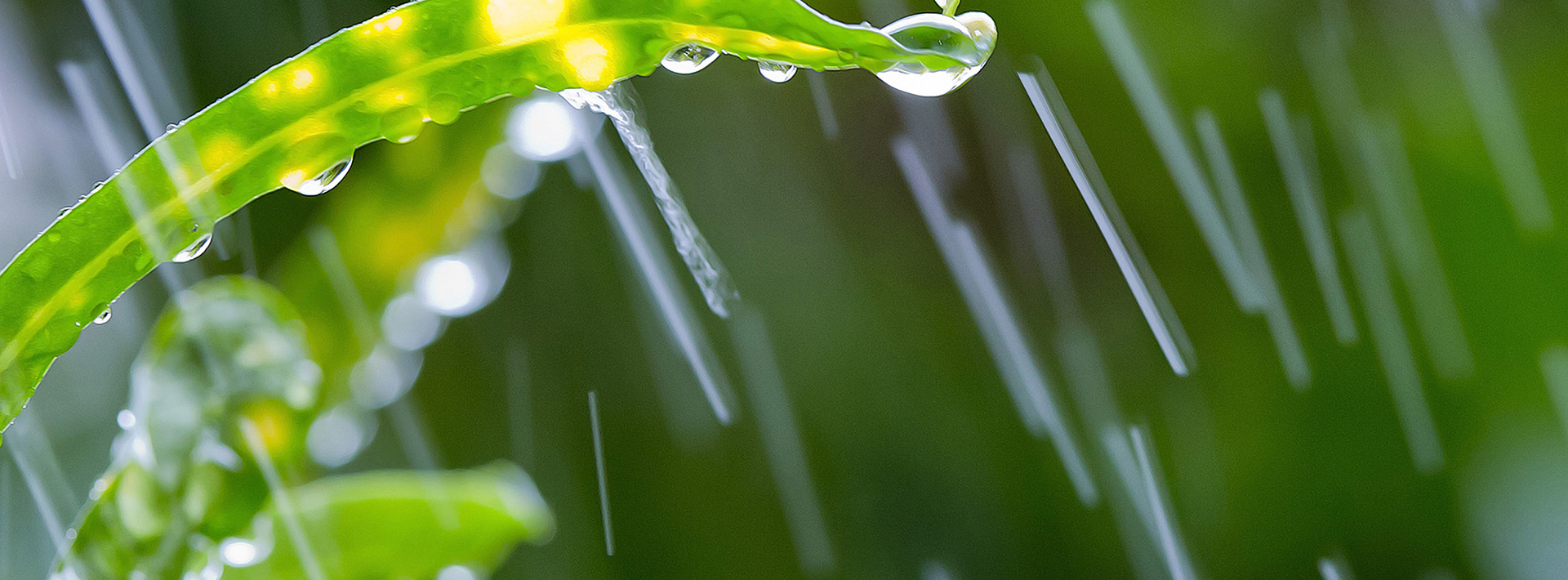 10 Ways To Keep On Top Of Your Autumn Garden Hero Image