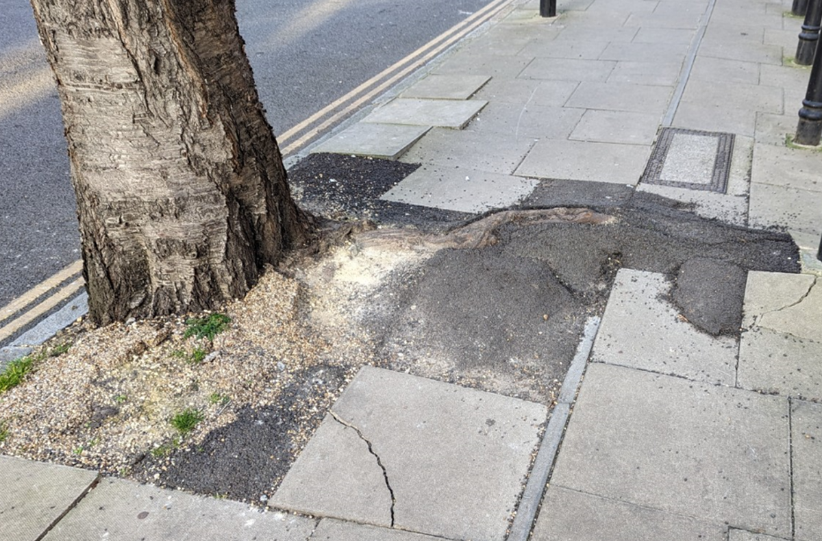 How to avoid pavement damage from tree roots | Marshalls