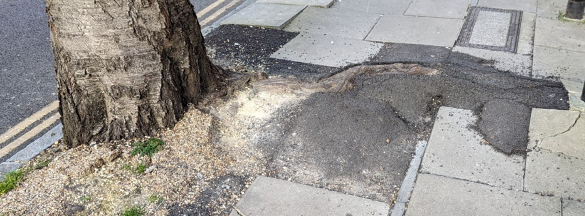 Tree Roots Pavement Root Damage Can Tree Roots Damage A Foundation? | Epp Foundation